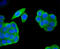 Hyaluronan And Proteoglycan Link Protein 1 antibody, 13-823, ProSci, Immunofluorescence image 