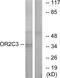Olfactory Receptor Family 2 Subfamily C Member 3 antibody, GTX87763, GeneTex, Western Blot image 