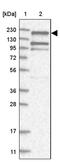 EH Domain Binding Protein 1 antibody, PA5-57282, Invitrogen Antibodies, Western Blot image 