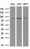Protein Tyrosine Phosphatase Receptor Type E antibody, MA5-25072, Invitrogen Antibodies, Western Blot image 
