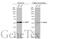 Protein Disulfide Isomerase Family A Member 3 antibody, GTX113719, GeneTex, Western Blot image 