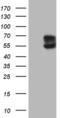 Activin A Receptor Like Type 1 antibody, MA5-27180, Invitrogen Antibodies, Western Blot image 