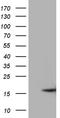 Membrane Magnesium Transporter 1 antibody, TA811123, Origene, Western Blot image 