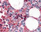 Hemoglobin Subunit Alpha 2 antibody, 51-625, ProSci, Immunohistochemistry paraffin image 