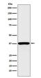 QKI, KH Domain Containing RNA Binding antibody, M01874, Boster Biological Technology, Western Blot image 
