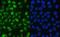 COP9 Signalosome Subunit 5 antibody, PB9490, Boster Biological Technology, Immunocytochemistry image 