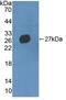 Multimerin 2 antibody, MBS2028221, MyBioSource, Western Blot image 