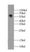 Monoamine Oxidase B antibody, FNab04973, FineTest, Western Blot image 