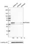 VPS26, Retromer Complex Component A antibody, NBP2-36754, Novus Biologicals, Western Blot image 