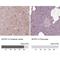 Shootin 1 antibody, NBP2-38374, Novus Biologicals, Immunohistochemistry paraffin image 