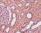 Calmodulin antibody, M06609, Boster Biological Technology, Immunohistochemistry paraffin image 