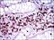 CD7 Molecule antibody, GTX60755, GeneTex, Immunohistochemistry paraffin image 
