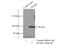 MYB Proto-Oncogene Like 2 antibody, 18896-1-AP, Proteintech Group, Immunoprecipitation image 