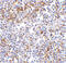 Interferon Induced With Helicase C Domain 1 antibody, 4037, ProSci, Immunohistochemistry paraffin image 