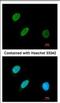 ZFP36 Ring Finger Protein Like 2 antibody, NBP2-15617, Novus Biologicals, Immunocytochemistry image 