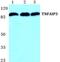 TNF Alpha Induced Protein 3 antibody, GTX66732, GeneTex, Western Blot image 