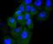 Cyclin D3 antibody, NBP2-67769, Novus Biologicals, Immunocytochemistry image 