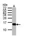 C-X-C Motif Chemokine Ligand 9 antibody, PA5-34743, Invitrogen Antibodies, Western Blot image 