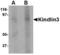 Fermitin Family Member 3 antibody, LS-B3808, Lifespan Biosciences, Western Blot image 