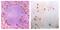 Bone Marrow Stromal Cell Antigen 2 antibody, DDX0390P-100, Novus Biologicals, Immunohistochemistry frozen image 