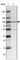 Nuclear Factor Of Activated T Cells 2 antibody, HPA008789, Atlas Antibodies, Western Blot image 