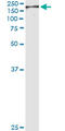 Nuclear Mitotic Apparatus Protein 1 antibody, LS-B11675, Lifespan Biosciences, Immunoprecipitation image 