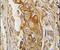 Acid Phosphatase, Prostate antibody, PA5-14545, Invitrogen Antibodies, Immunohistochemistry frozen image 