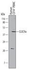 C-Type Lectin Domain Containing 9A antibody, AF6049, R&D Systems, Western Blot image 