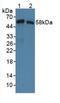 Syntrophin Beta 1 antibody, LS-C374684, Lifespan Biosciences, Western Blot image 