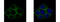 Caveolin 2 antibody, GTX108294, GeneTex, Immunofluorescence image 