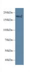 Myosin Heavy Chain 1 antibody, LS-C300612, Lifespan Biosciences, Western Blot image 