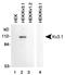 Potassium Voltage-Gated Channel Subfamily C Member 1 antibody, TA336758, Origene, Western Blot image 