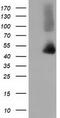 Haptoglobin antibody, LS-C115704, Lifespan Biosciences, Western Blot image 