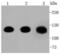 Cadherin 1 antibody, A00063-1, Boster Biological Technology, Western Blot image 