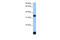 Forkhead Box I3 antibody, 26-575, ProSci, Enzyme Linked Immunosorbent Assay image 