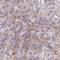 Transmembrane Protein 106B antibody, NBP2-31714, Novus Biologicals, Immunohistochemistry frozen image 