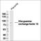 Lysine Demethylase 5C antibody, orb312292, Biorbyt, Western Blot image 