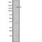 LDL Receptor Related Protein 6 antibody, abx216613, Abbexa, Western Blot image 