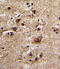 Adrenoceptor Alpha 1B antibody, 63-929, ProSci, Immunohistochemistry paraffin image 