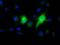Ephrin A2 antibody, GTX84590, GeneTex, Immunofluorescence image 