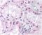 NADPH Oxidase 4 antibody, NB110-58851H, Novus Biologicals, Immunohistochemistry paraffin image 