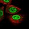 Sushi Domain Containing 1 antibody, NBP2-13401, Novus Biologicals, Immunofluorescence image 