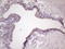 Mohawk Homeobox antibody, LS-C340515, Lifespan Biosciences, Immunohistochemistry paraffin image 