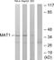MNAT1 Component Of CDK Activating Kinase antibody, LS-C118925, Lifespan Biosciences, Western Blot image 