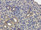 Gamma-Aminobutyric Acid Type A Receptor Pi Subunit antibody, orb327619, Biorbyt, Immunohistochemistry paraffin image 