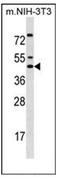 Iroquois Homeobox 5 antibody, AP52241PU-N, Origene, Western Blot image 