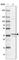 RING finger protein unkempt-like antibody, HPA055801, Atlas Antibodies, Western Blot image 
