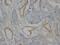 Collagen Type IV Alpha 1 Chain antibody, MA1030, Boster Biological Technology, Immunohistochemistry frozen image 