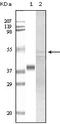 Glycogen Synthase Kinase 3 Alpha antibody, STJ98117, St John