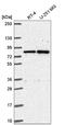 SMC5-SMC6 Complex Localization Factor 2 antibody, NBP2-55821, Novus Biologicals, Western Blot image 